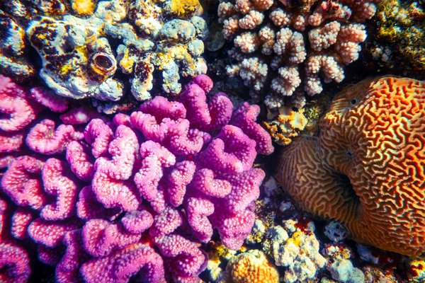 Inspiration créative : élevez votre look de plage grâce aux accessoires en corail !